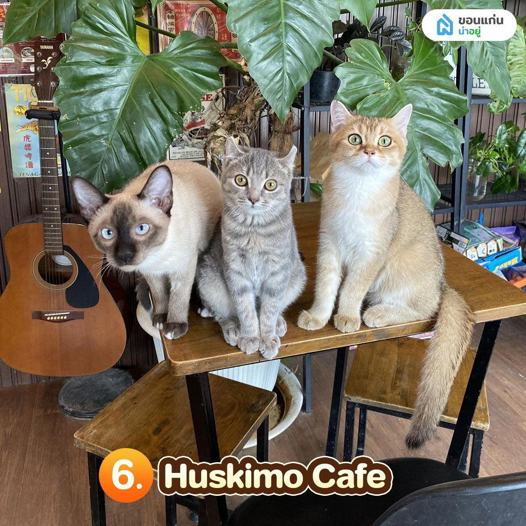 คาเฟ่แมวขอนแก่น Huskimo Cafe 