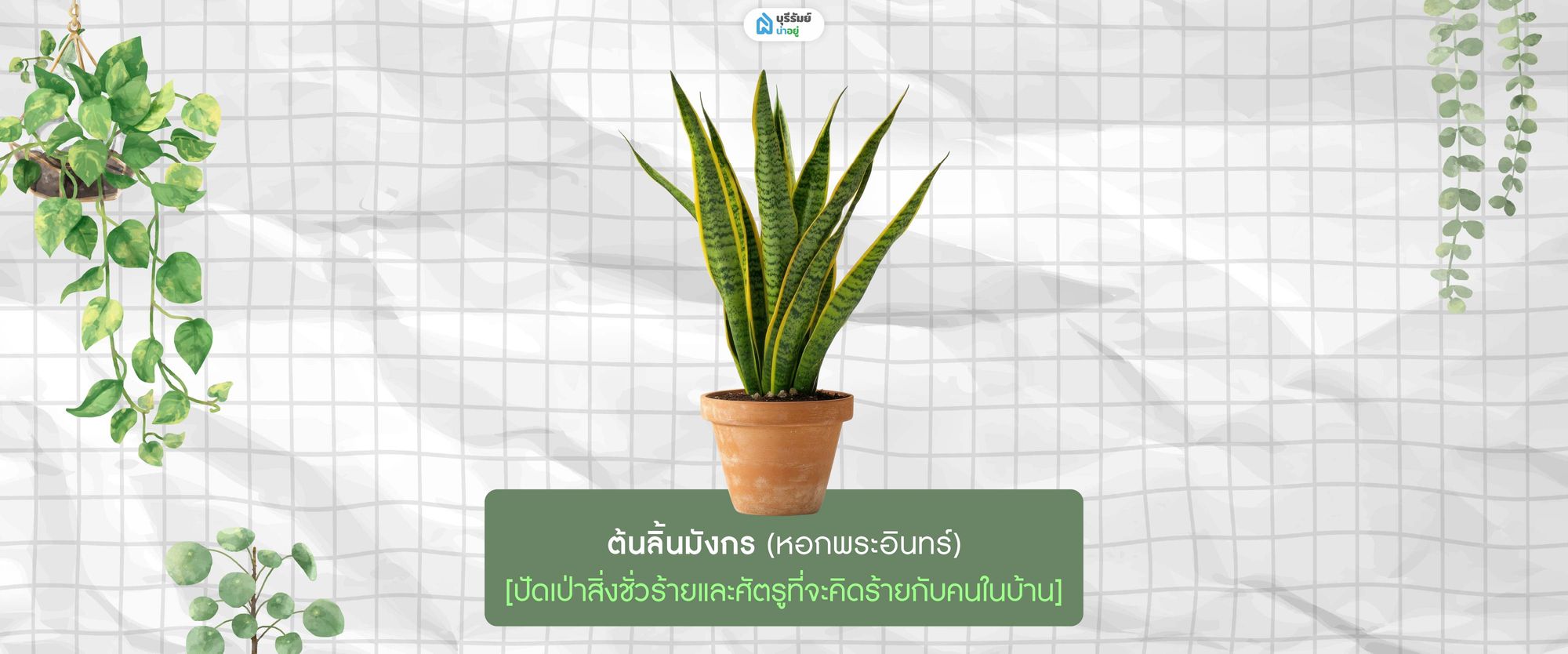 ต้นลิ้นมังกร 