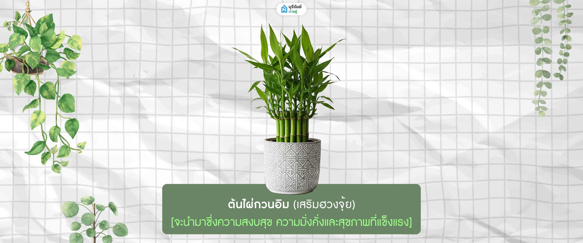 ต้นไผ่กวนอิม 
