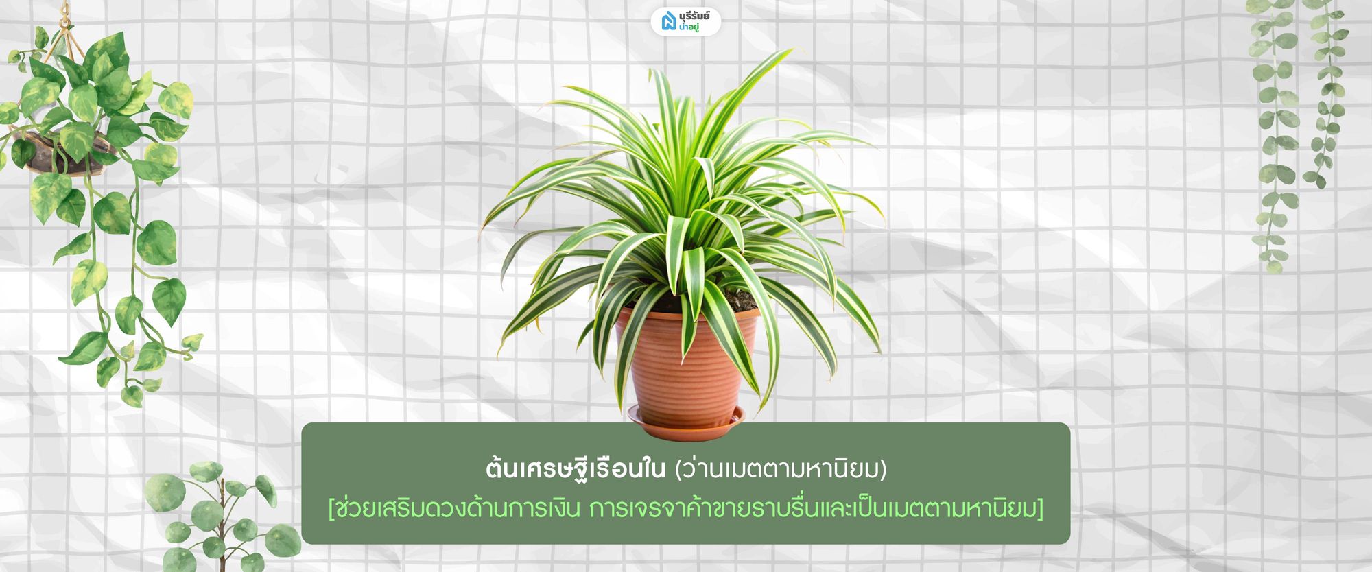  ต้นเศรษฐีเรือนใน 