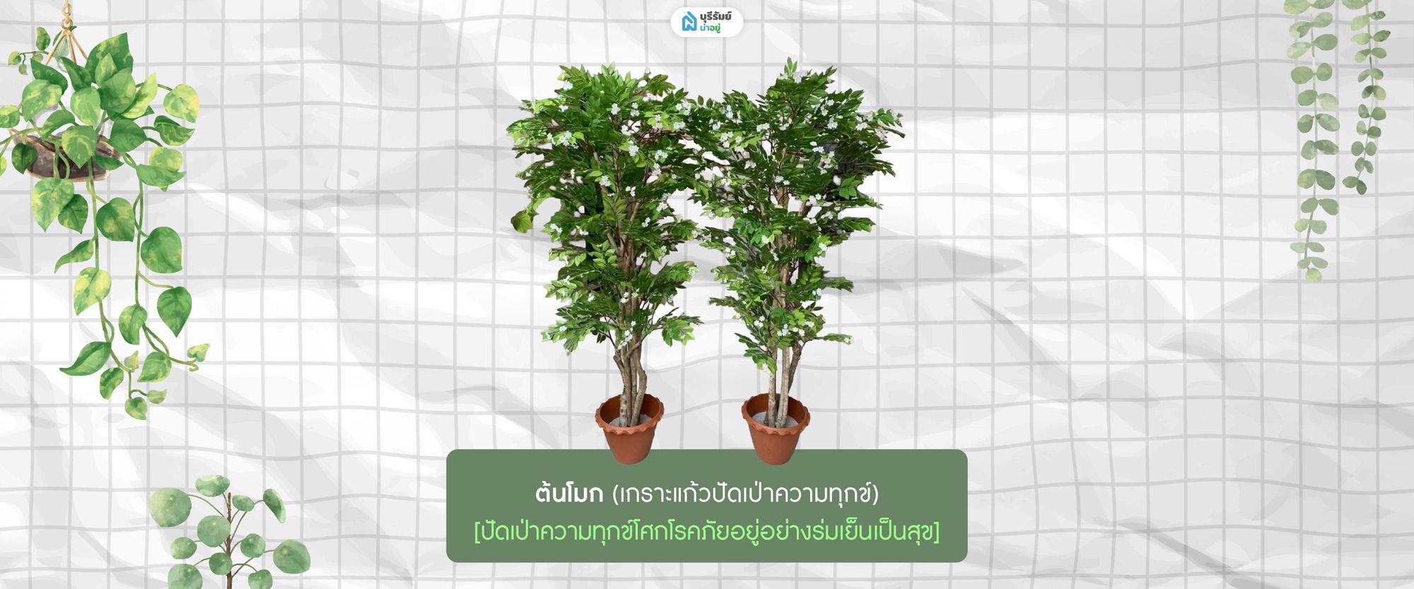  ต้นโมก 